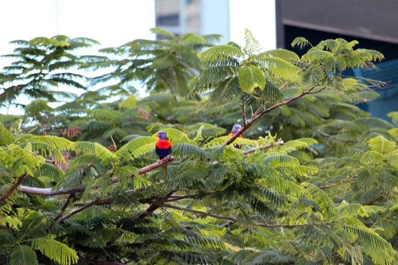 three birds sit on a tree limb in a park