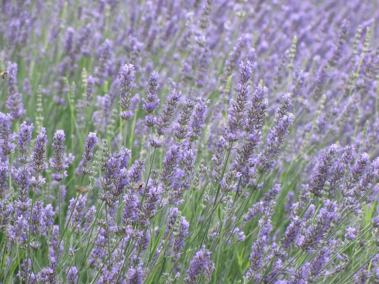 many lavender flowers in bloom next to each other