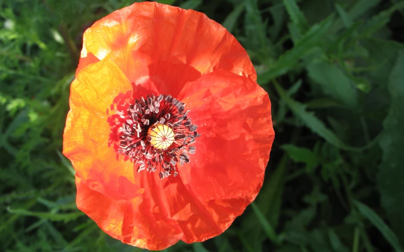 the bright red flower is out in the open