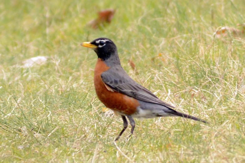 the bird has many colors and is perched in the grass