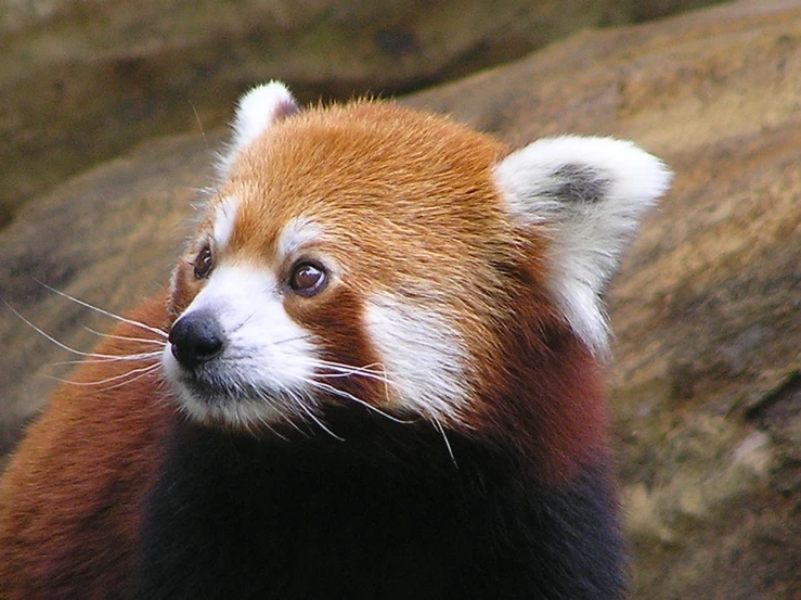 a close up of a red panda bear on top of a hill