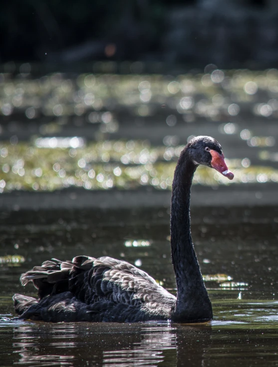 a swan floating on the water in the lake