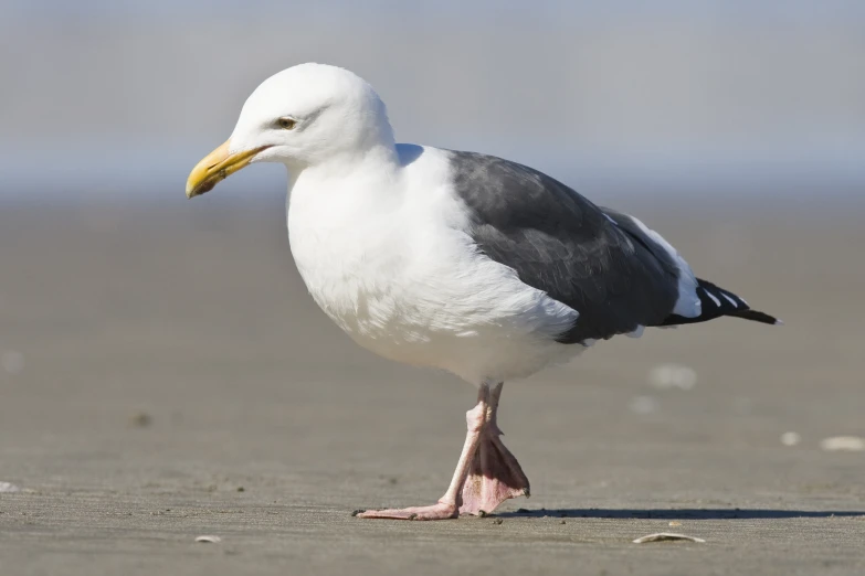 a bird with an odd yellow beak is standing on the sand