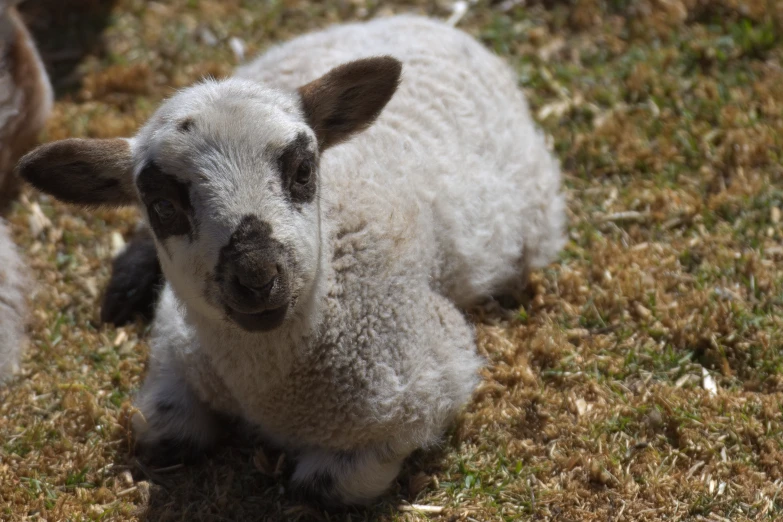 an adorable baby sheep laying in the grass