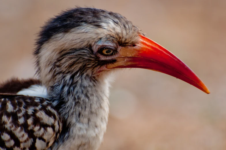 a bird with a large orange beak and a black and white head