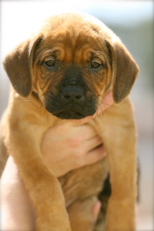 a person holding a puppy in their hands