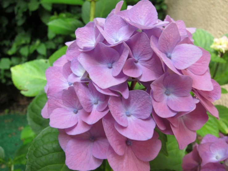 pink flowers blooming near an green plant