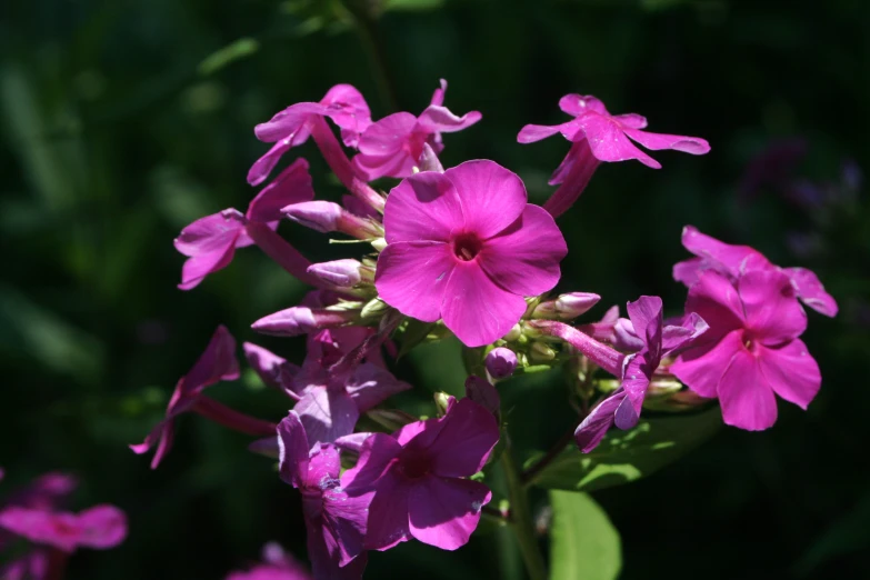 pink flowers blooming in the field on sunny day