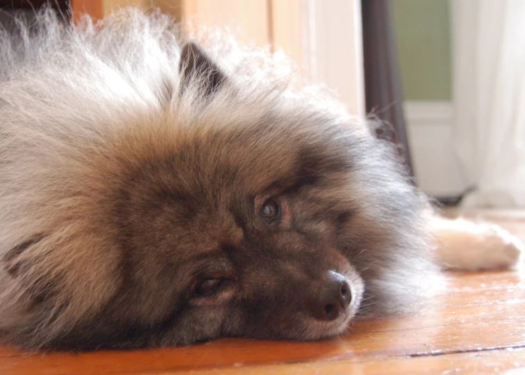 the puppy looks tired while laying on the floor