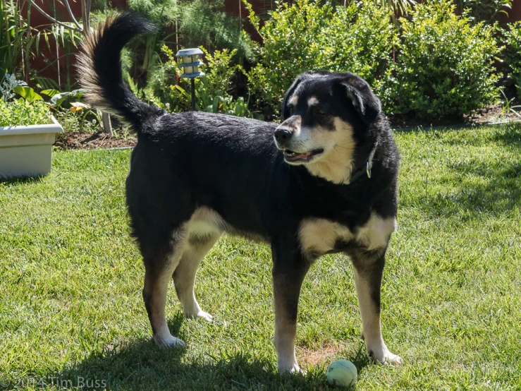 a dog in a yard next to a plant and a ball