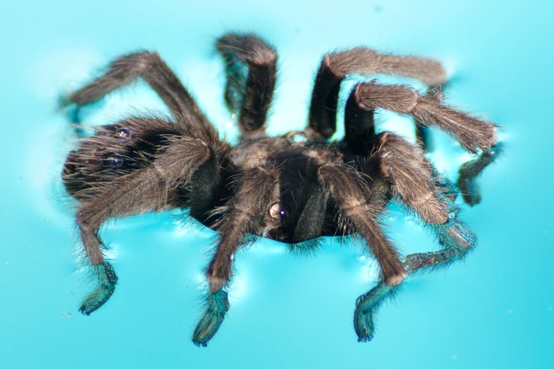 the tarapicus spider is lying upside down