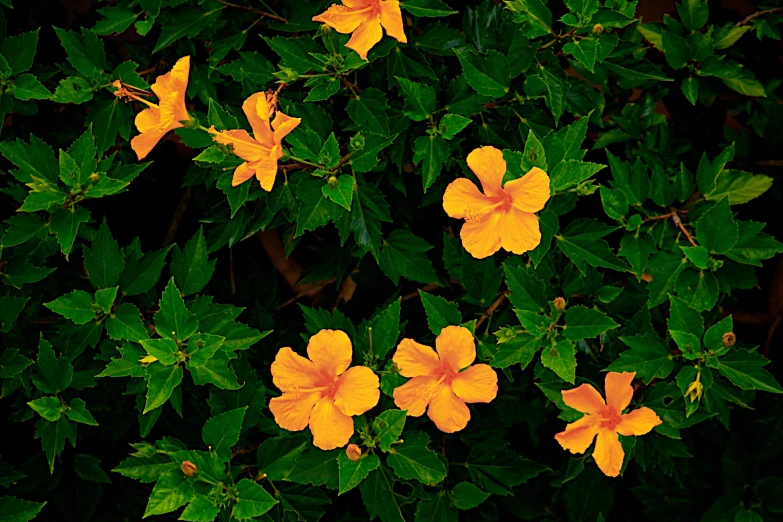 a group of flowers and leaves in the grass