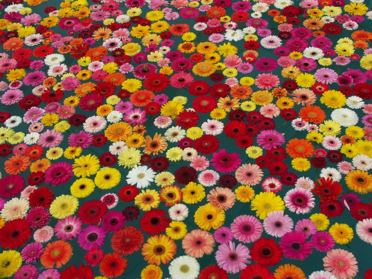 a flower field full of various colors of flowers