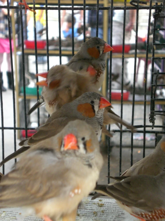 a flock of birds sitting in a cage