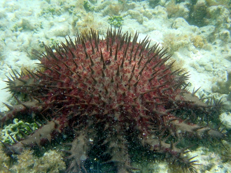 this is a sea star under some water