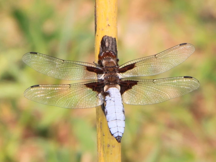 a dragon fly on a leaf with grass in the background