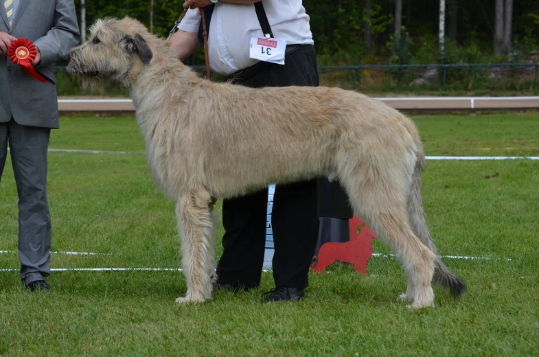 an individual is present at a dog show