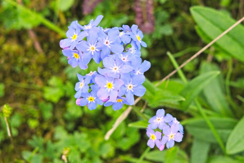 the small purple flowers are blooming on the tree