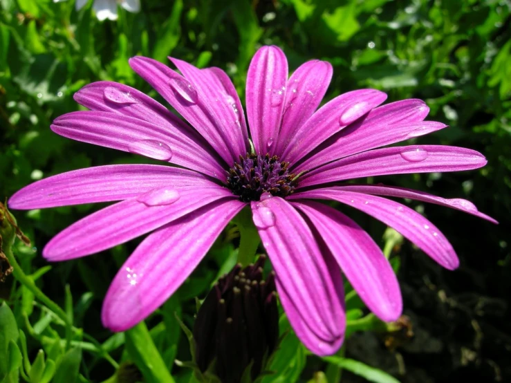 a pink flower has rain droplets on it