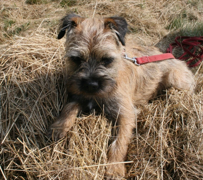 a small dog laying on some hay