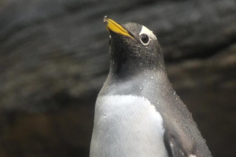 a close up view of a penguin with yellow beak