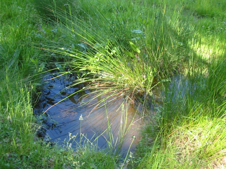 the fire hydrant is beside a stream in a grassy field