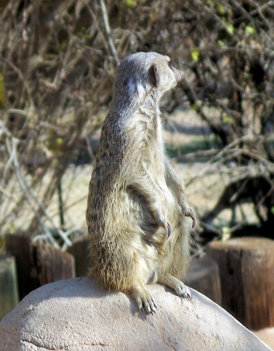a meerkat sits on top of a large rock
