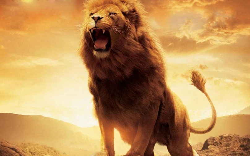 the lion roars on an extremely intense desert scene