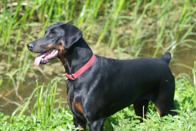 the dog is standing on a grassy hillside