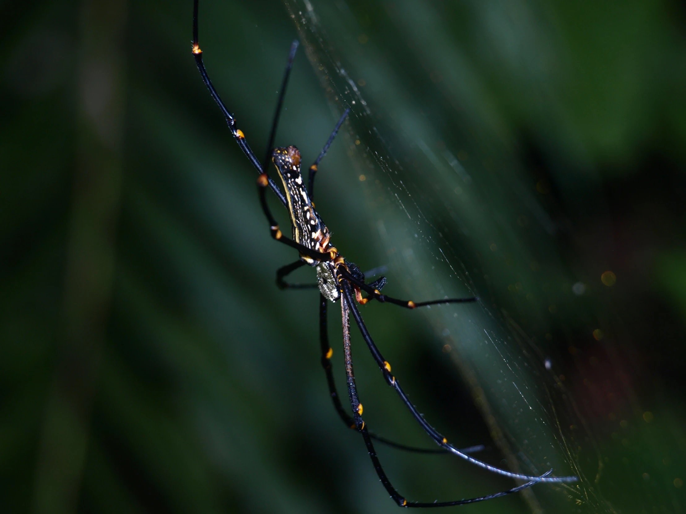 a large spider with yellow, orange and black stripes on it's back legs