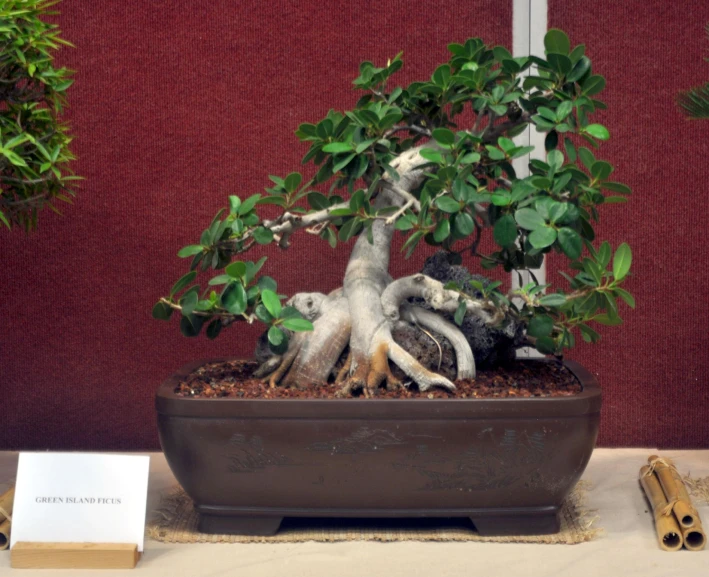 a bonsai plant on display with some bamboo tools next to it