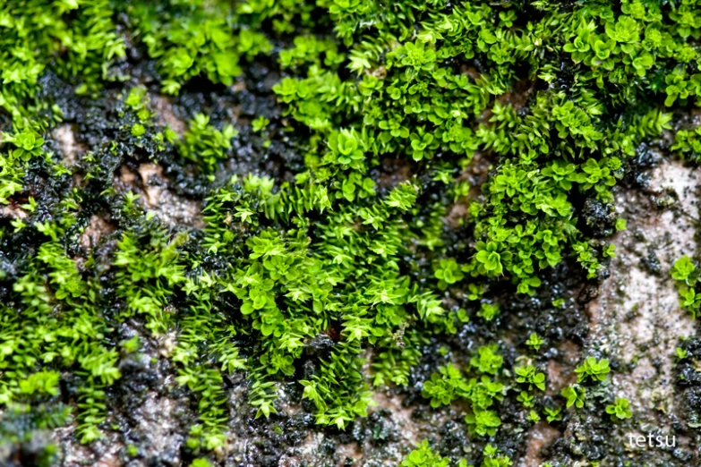 close up view of moss and rocks