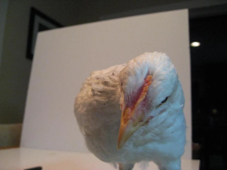 a white bird that is looking down on a counter