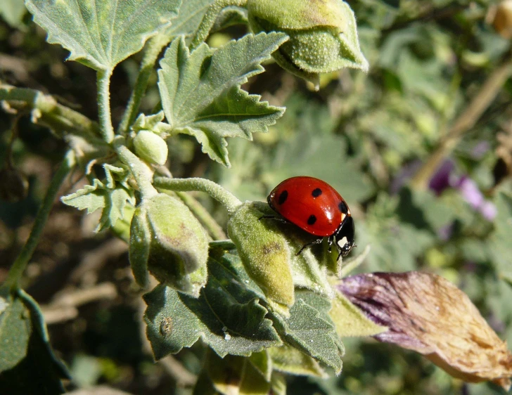 a lady bug sitting on a green leaf