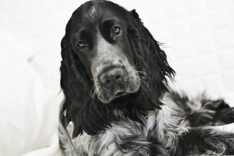 black dog looking up with white bedding in background