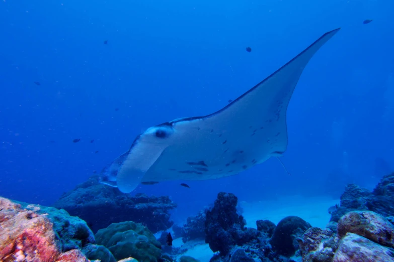 a very large insect on the ocean floor