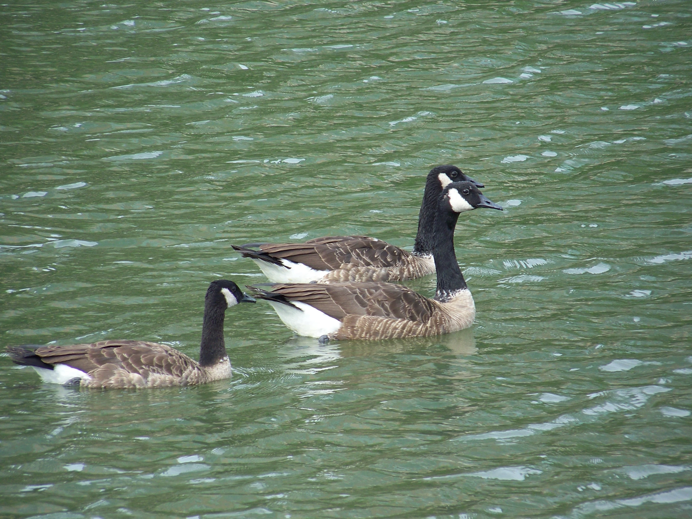 two ducks are swimming in the water together