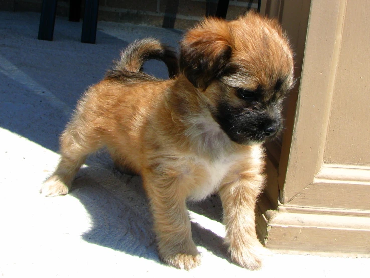 a small dog standing on the sidewalk outside of a door