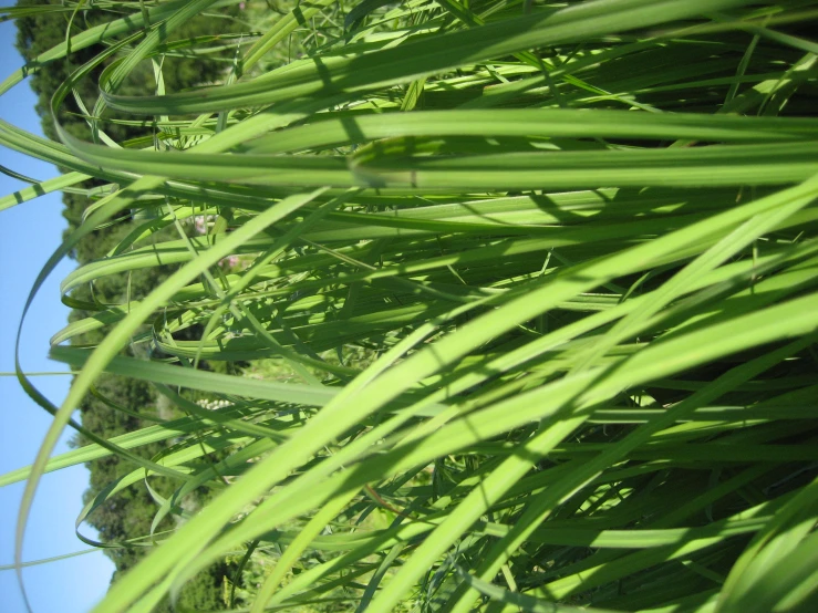 a lush green forest filled with lots of lush green grass