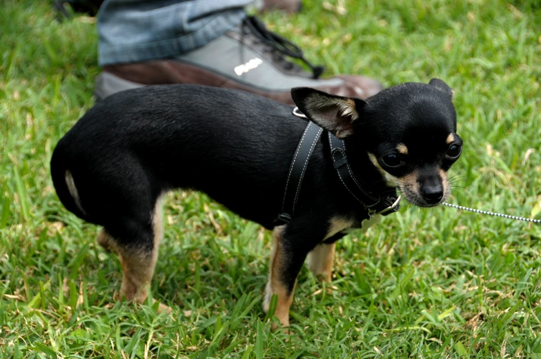 small black and brown dog with leash attached standing next to its owner