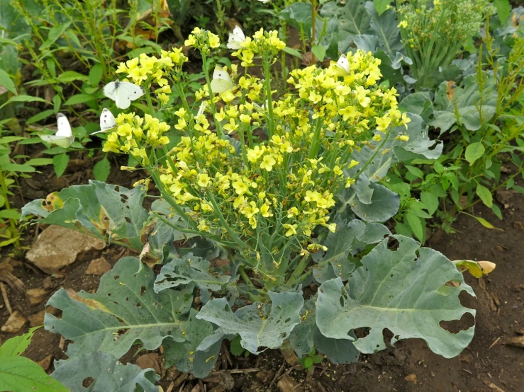 a yellow flower blooming in an open garden