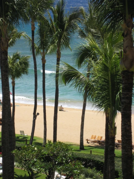 several trees are lined up on the beach