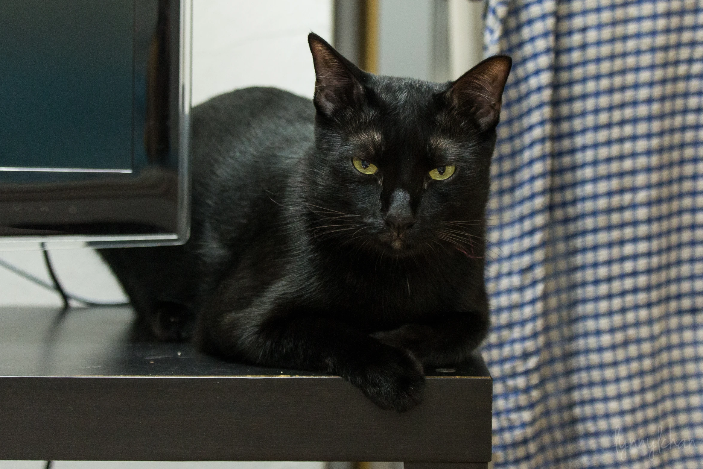 a black cat laying on top of a desk
