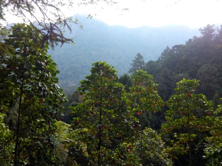 a view of some trees with mountains in the back ground