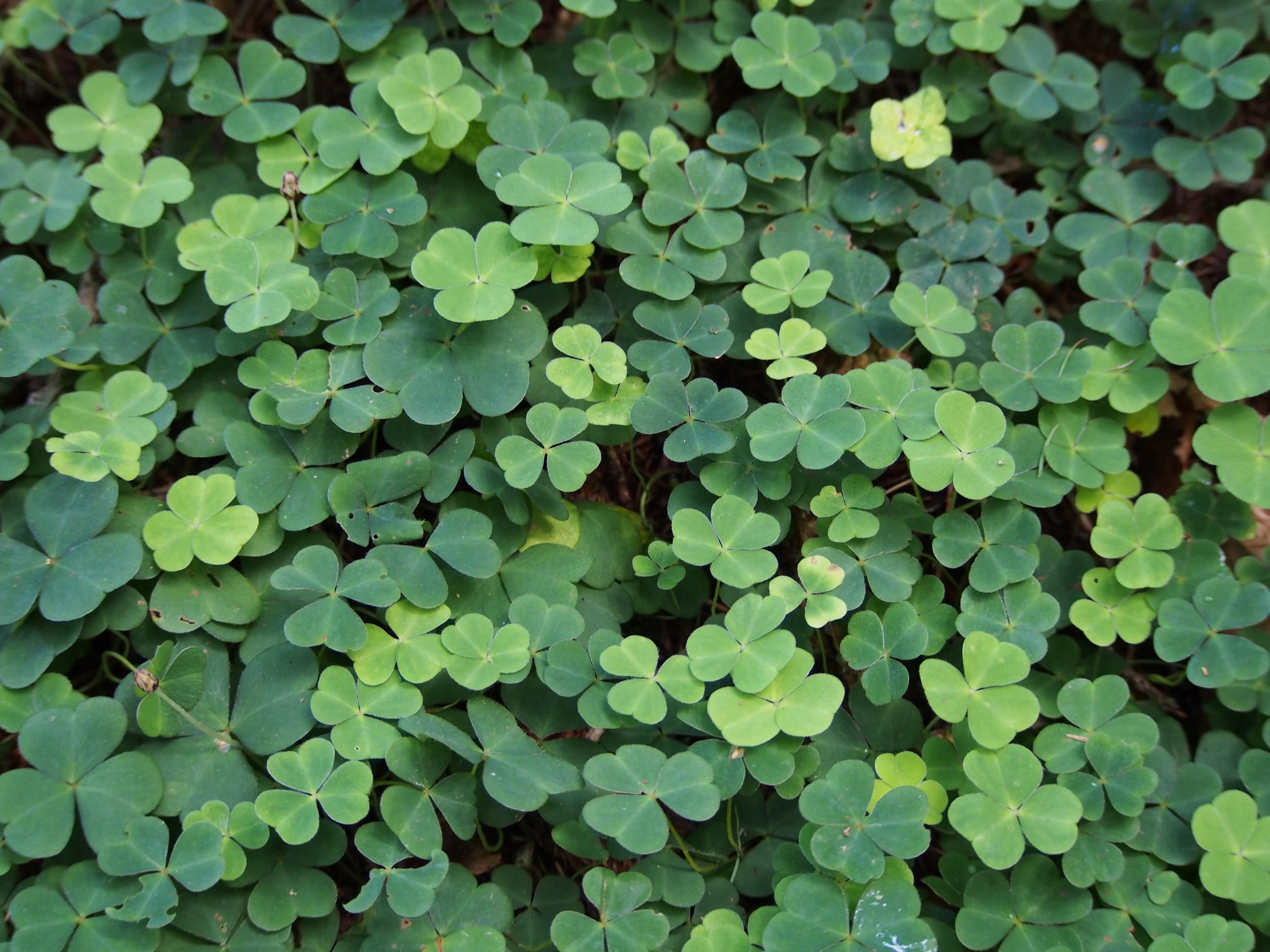 this is a very small patch of green plants