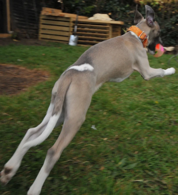 a dog that is playing with a frisbee