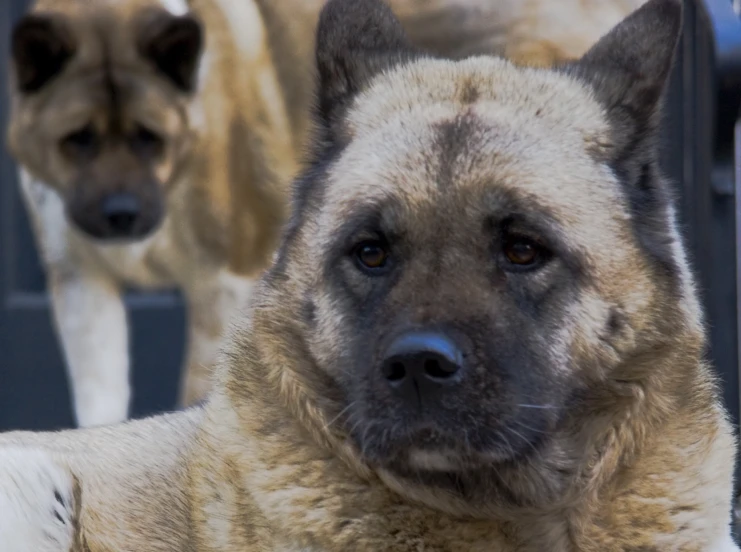 a dog with a fuzzy face and his two other dogs