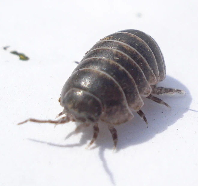 the small bed bug is lying on a sheet