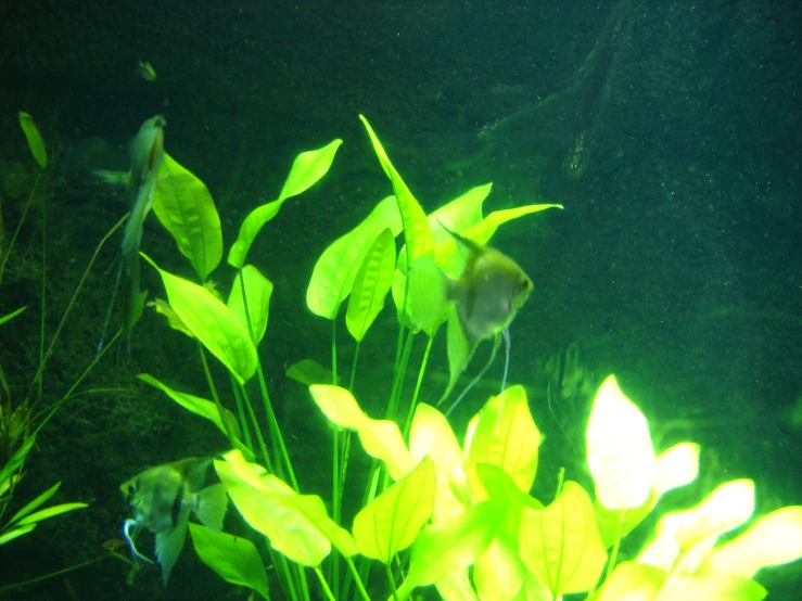 some small green plants in a aquarium near another plant