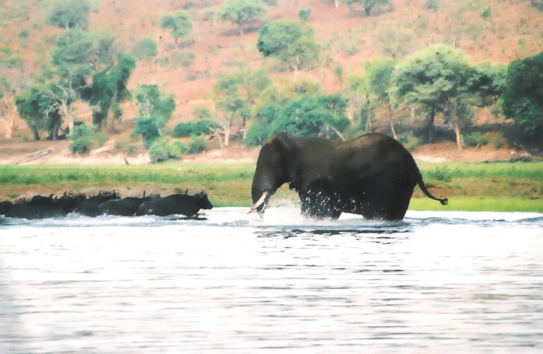 an elephant walks out of the water in some water